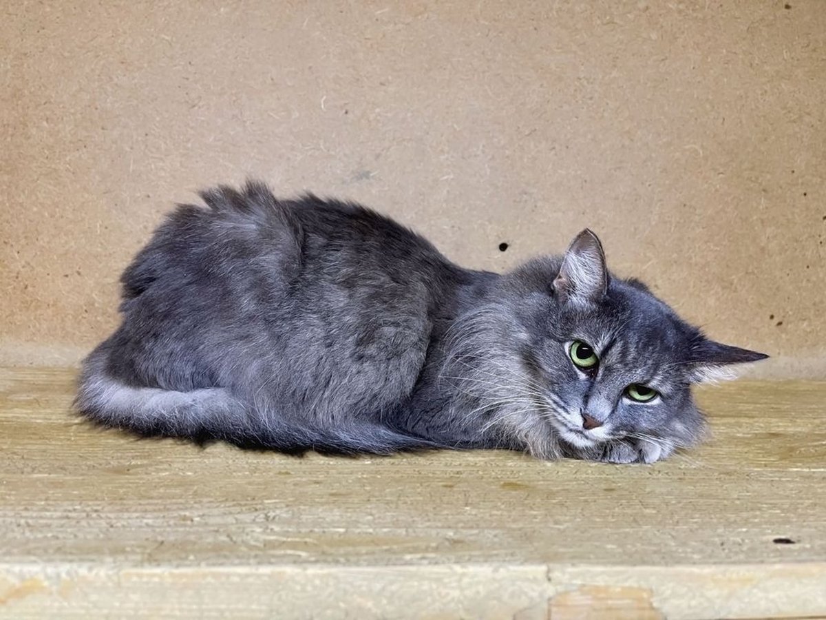 Кошка Амели из приюта Искра