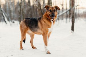 Энджел из Красной сосны