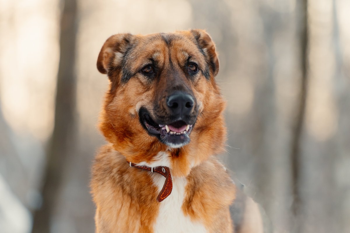Энджел из приюта Красная сосна