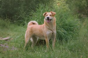 Ари из Красной сосны