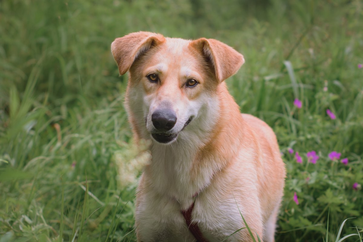 Ари из приюта Красная сосна