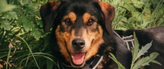 Барселона из Красной сосны