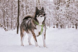 Бастиан из приюта Красная сосна