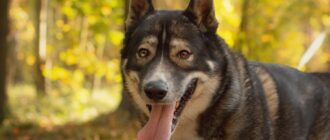 Бастиан из Красной сосны