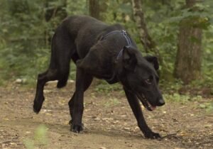 Батлер из Красной сосны