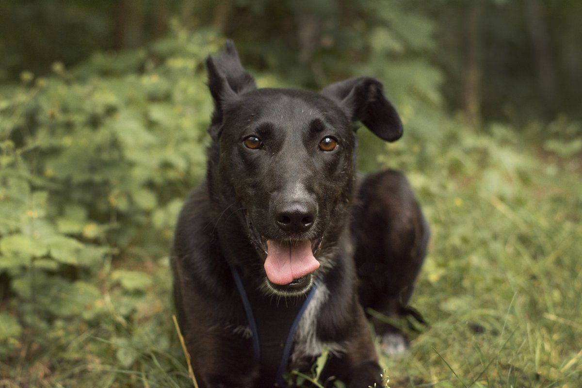 Батлер - Красная сосна