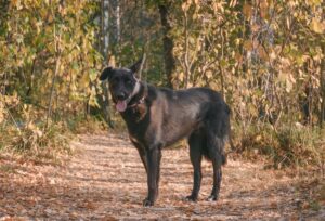 Бэтмен из Красной сосны