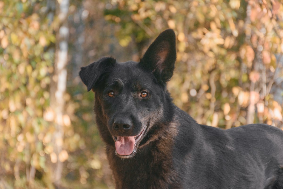 Бэтмен из приюта Красная сосна