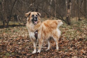 Берлин из приюта Красная сосна