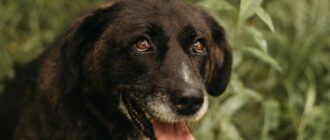 Билла из Красной сосны