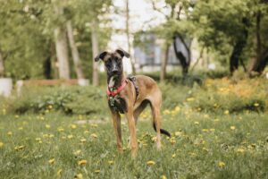 Кэсси из Красной сосны