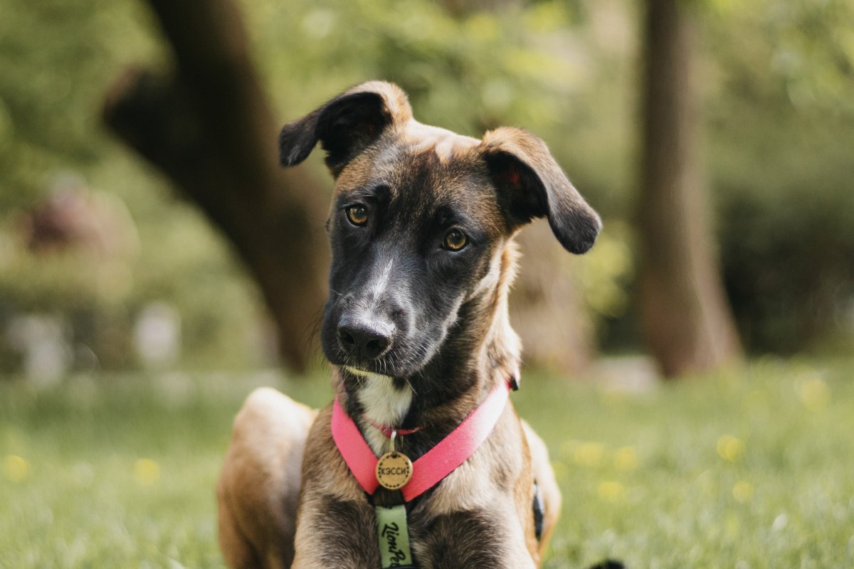 Кэсси из приюта Красная сосна