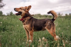 Чич из Красной сосны