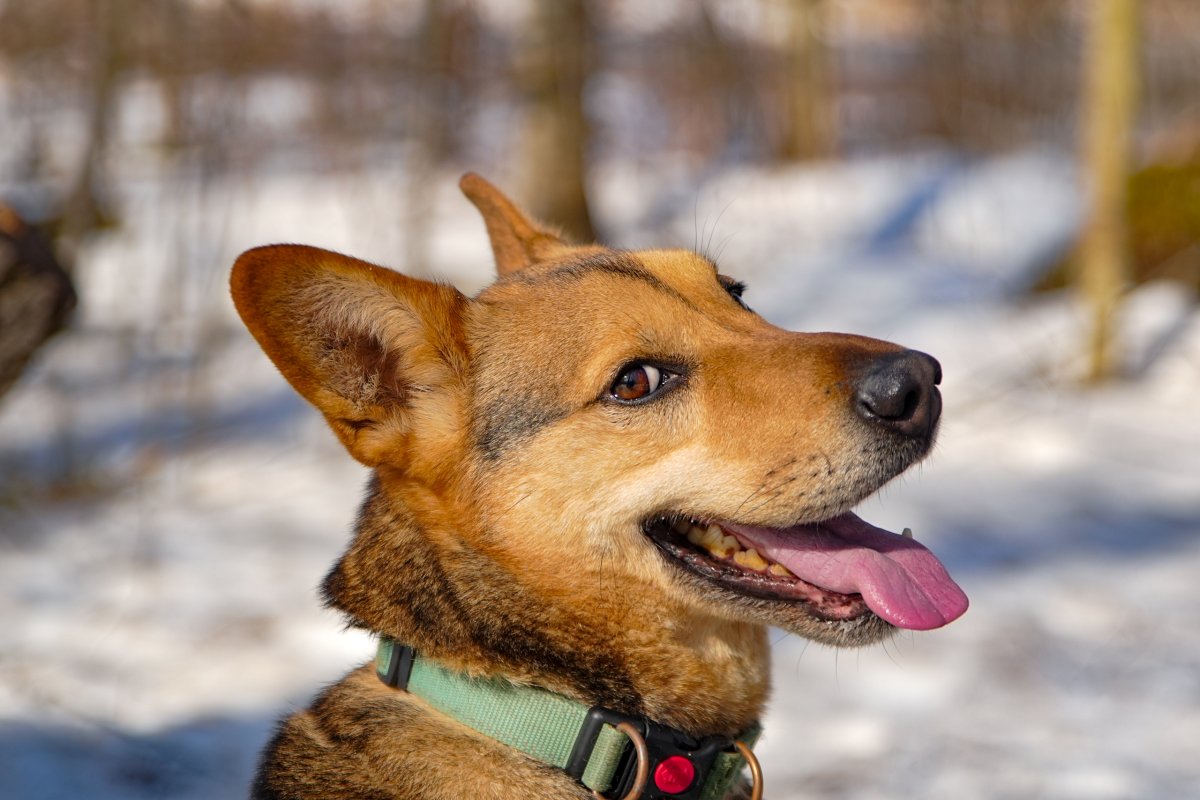 Чичерин из приюта Красная сосна