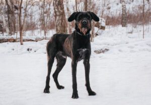 Динамит из приюта Красная сосна