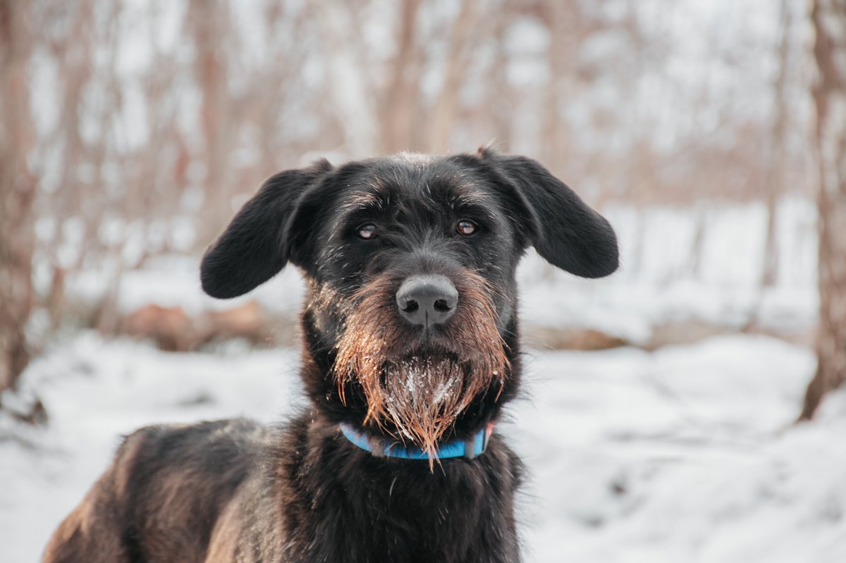 Динамит из приюта Красная сосна