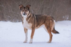 Дива из Красной сосны