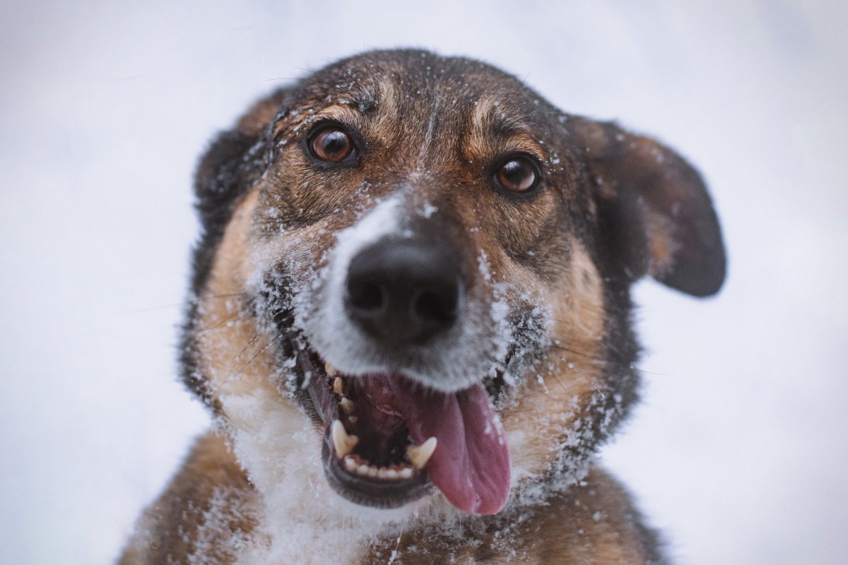 Дива из приюта Красная сосна