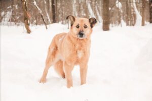 Собака Ева из приюта Красная сосна