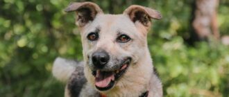 Фасоль из Красной сосны