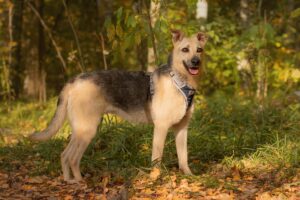 Фасоль из Красной сосны