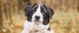 Фиалка из Красной сосны