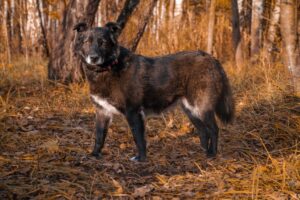 Гера из Красной сосны