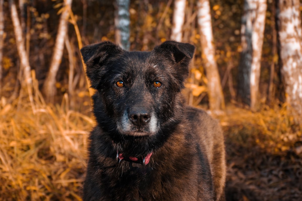 Гера из приюта Красная сосна