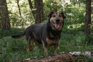 Герман из Красной сосны