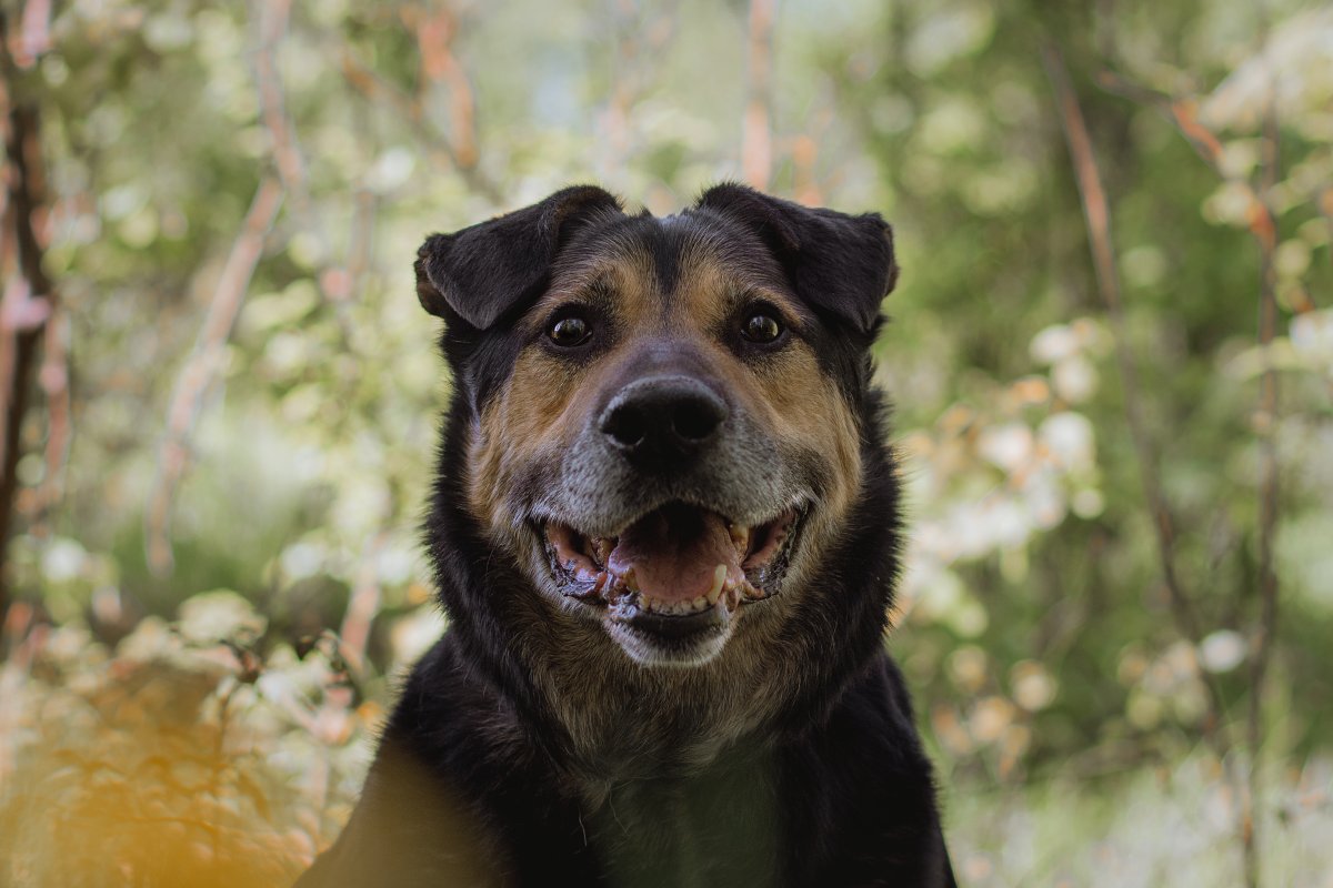 Герман из приюта Красная сосна
