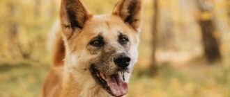 Гермиона из Красной сосны