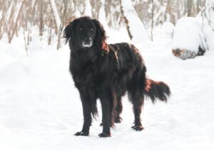 Пёс Гулдан из приюта Красная сосна