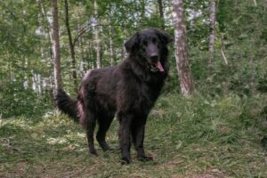 Гулдан из Красной сосны