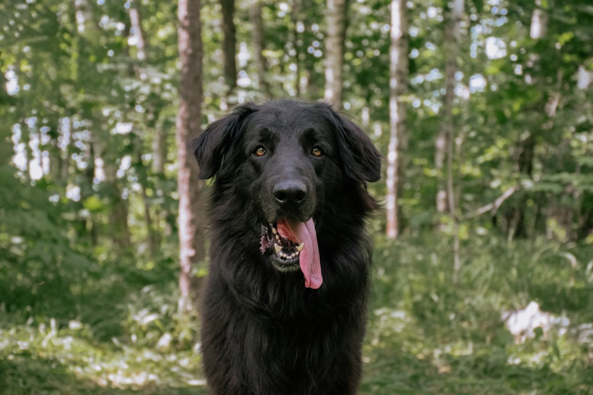 Гулдан из приюта Красная сосна