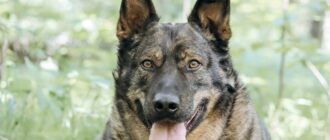 Харитон из Красной сосны