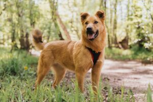 Харли из Красной сосны