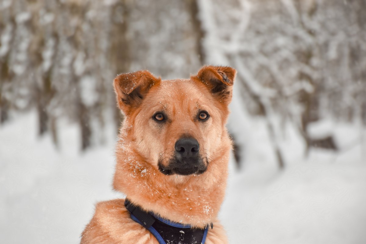 Харли из приюта Красная сосна