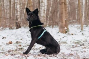 Иветта из приюта Красная сосна