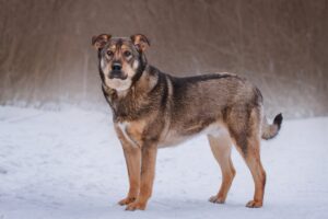 Джек из Красной сосны