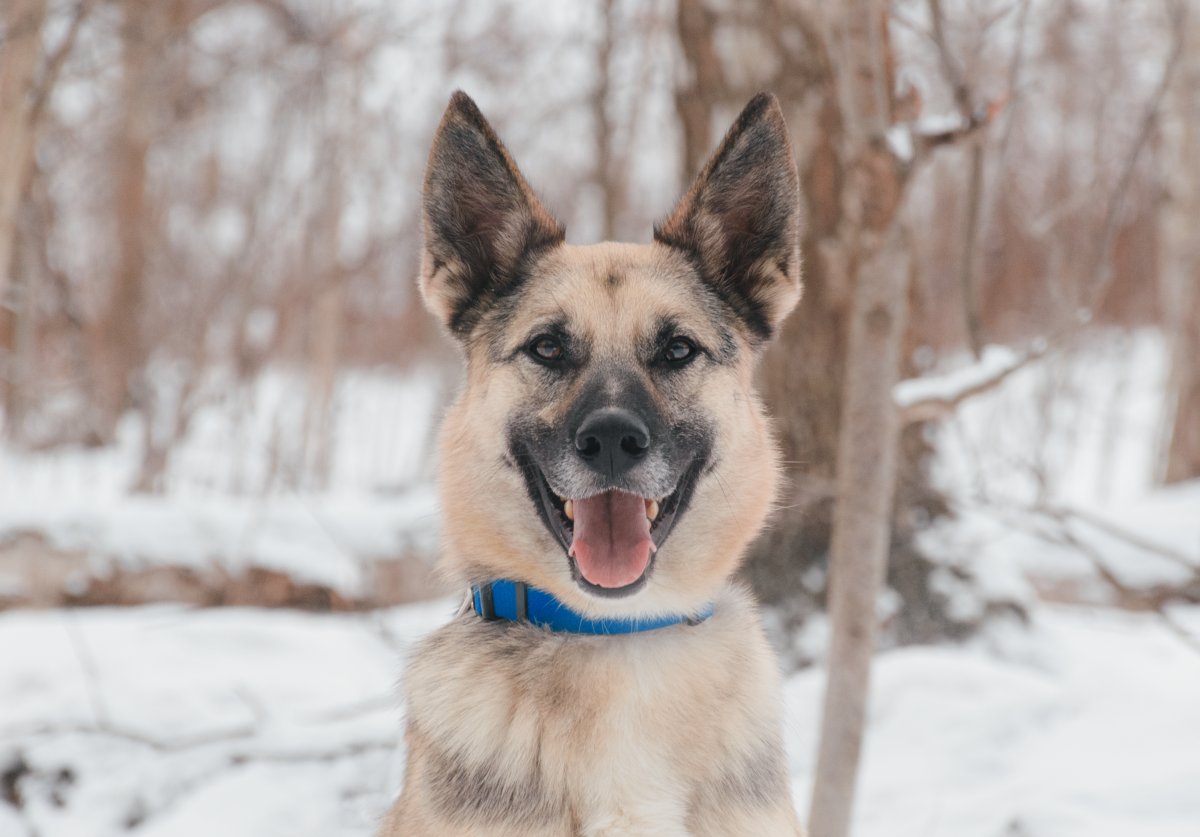 Джеймс из приюта Красная сосна