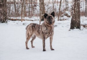 Джули из Красной сосны