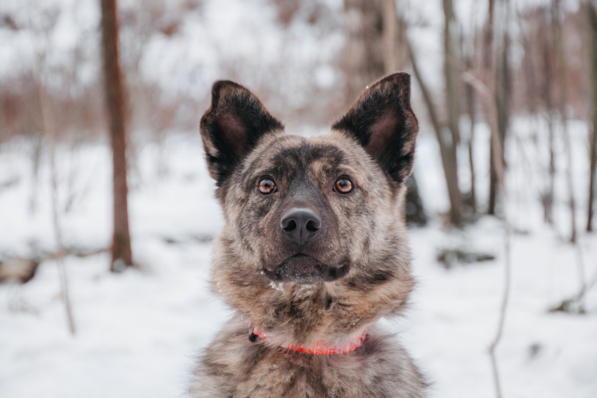 Джульетта из приюта Красная сосна
