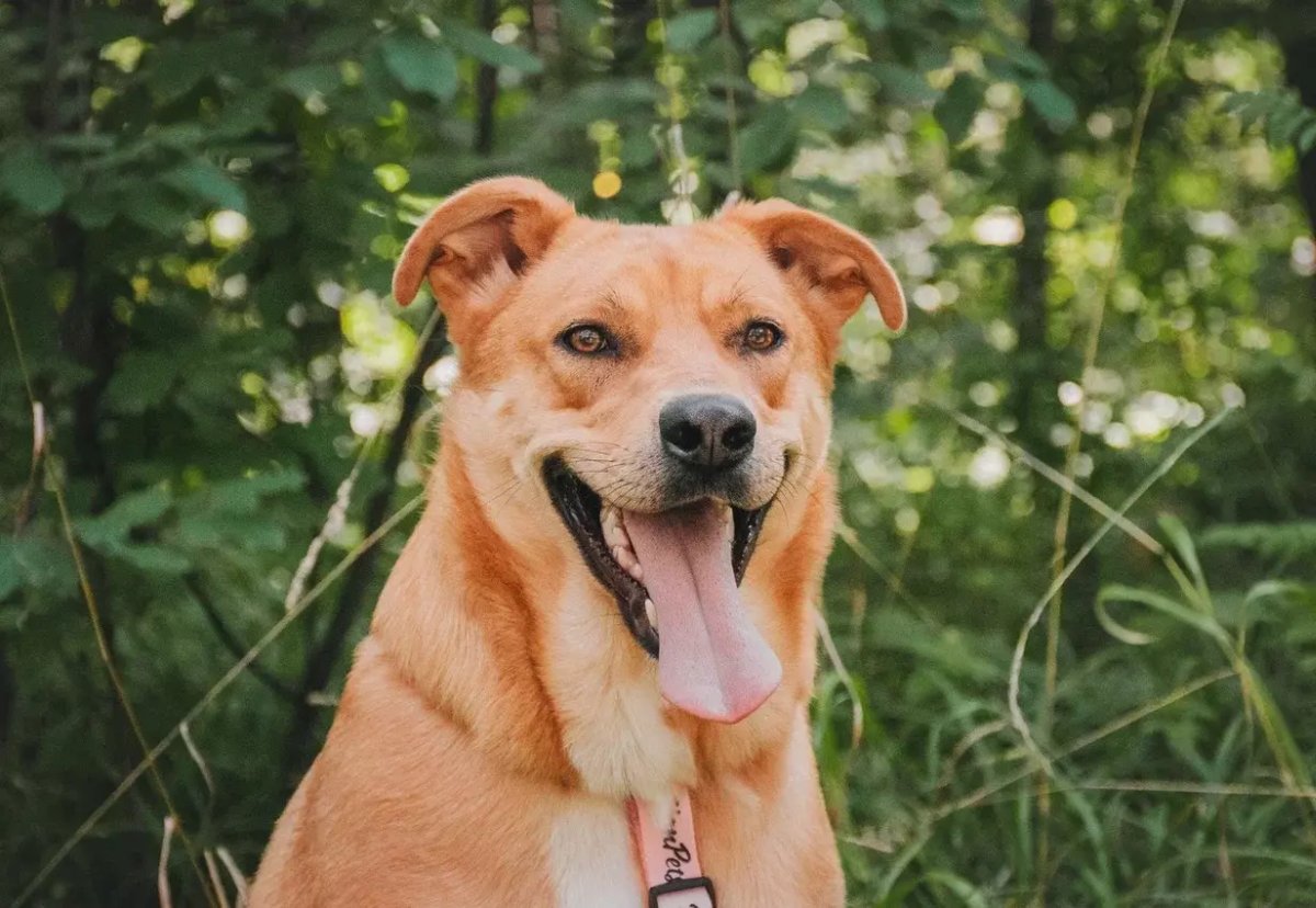 Катара из приюта Красная сосна