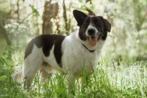 Лион из Красной сосны