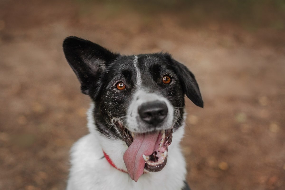 Лион из приюта Красная сосна