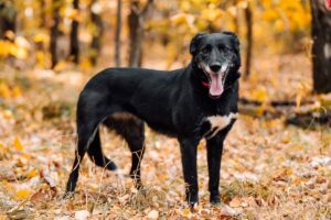 Макао-Лира из Красной сосны