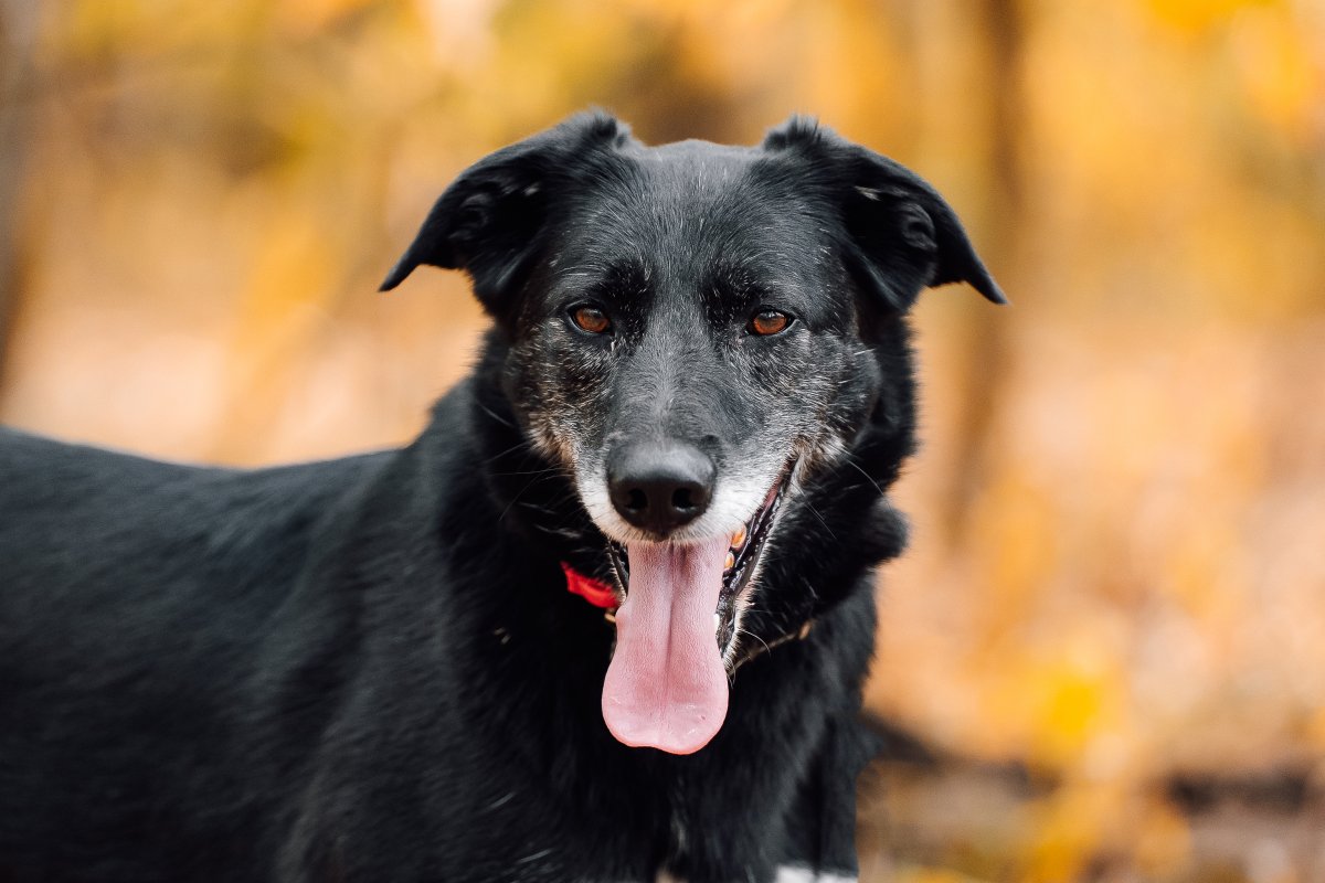 Макао-Лира из приюта Красная сосна