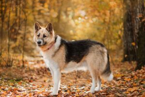 Марбелья из Красной сосны