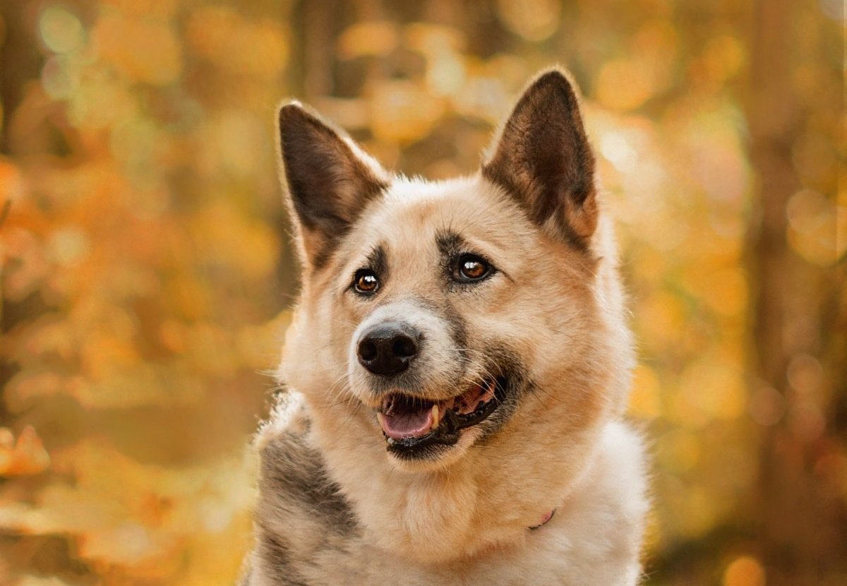 Марбелья из приюта Красная сосна