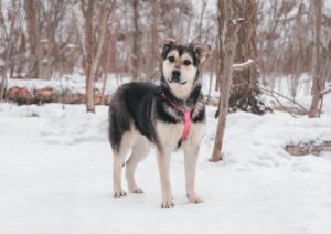 Ная из приюта Красная сосна